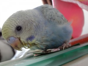 セキセイインコのななちゃん